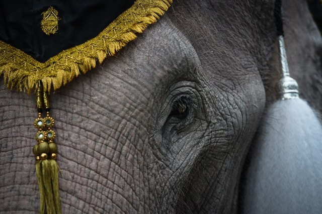 ช้างงางาม 11 เชือก ถวายบังคมพระบรมศพ ในหลวง ช้างงางาม 11 เชือก ถวายบังคมพระบรมศพ ในหลวง