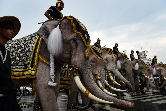 ช้างงางาม 11 เชือก ถวายบังคมพระบรมศพ ในหลวง ช้างงางาม 11 เชือก ถวายบังคมพระบรมศพ ในหลวง