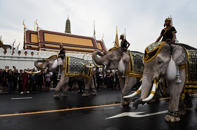 ช้างงางาม 11 เชือก ถวายบังคมพระบรมศพ ในหลวง ช้างงางาม 11 เชือก ถวายบังคมพระบรมศพ ในหลวง