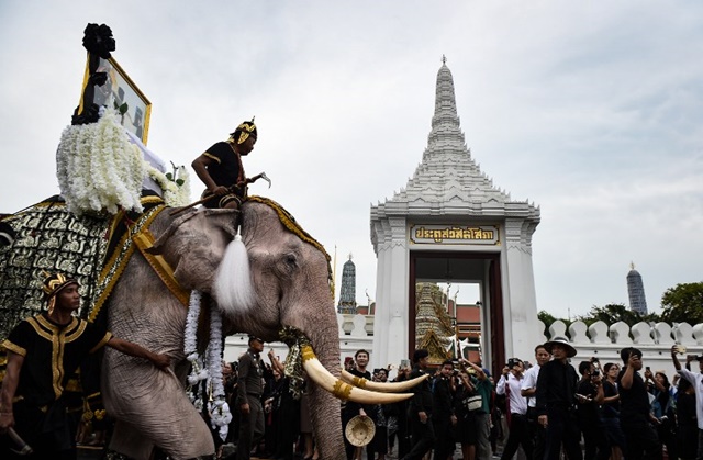 ช้างงางาม 11 เชือก ถวายบังคมพระบรมศพ ในหลวง ช้างงางาม 11 เชือก ถวายบังคมพระบรมศพ ในหลวง