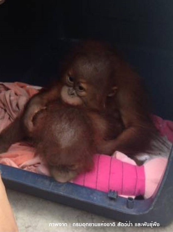 ล่อซื้อลูกลิงอุรังอุตัง 2 ตัว ล่อซื้อลูกลิงอุรังอุตัง 2 ตัว