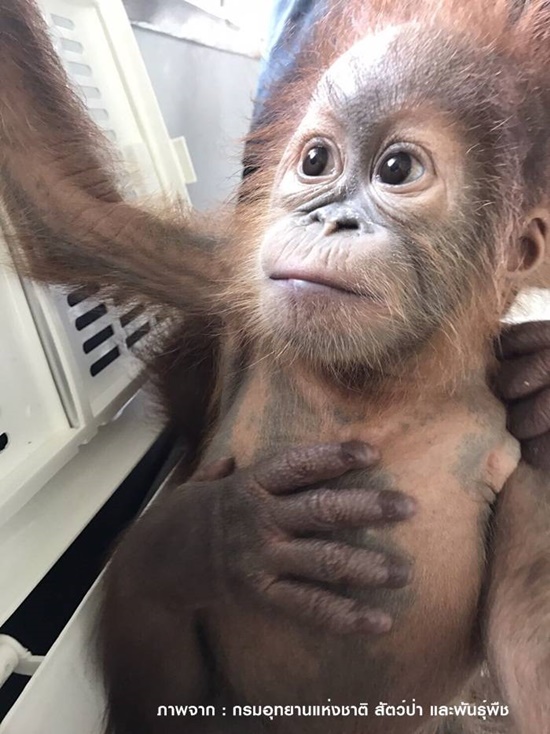 ล่อซื้อลูกลิงอุรังอุตัง 2 ตัว ล่อซื้อลูกลิงอุรังอุตัง 2 ตัว