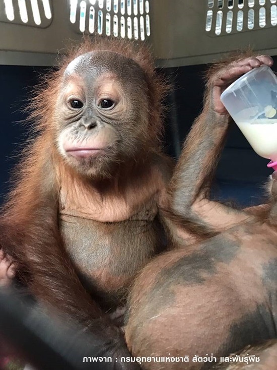 ล่อซื้อลูกลิงอุรังอุตัง 2 ตัว ล่อซื้อลูกลิงอุรังอุตัง 2 ตัว