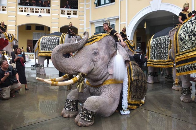 ช้างงางาม 11 เชือก ถวายบังคมพระบรมศพ ในหลวง ช้างงางาม 11 เชือก ถวายบังคมพระบรมศพ ในหลวง