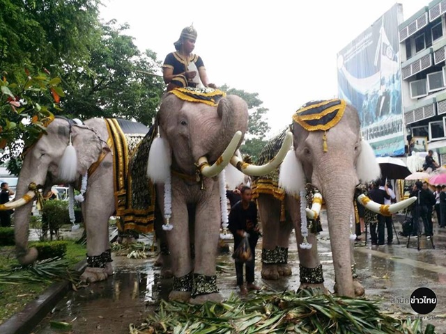 ช้างงางาม 11 เชือก ถวายบังคมพระบรมศพ ในหลวง ช้างงางาม 11 เชือก ถวายบังคมพระบรมศพ ในหลวง