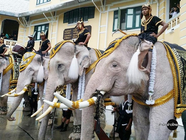 ช้างงางาม 11 เชือก ถวายบังคมพระบรมศพ ในหลวง ช้างงางาม 11 เชือก ถวายบังคมพระบรมศพ ในหลวง