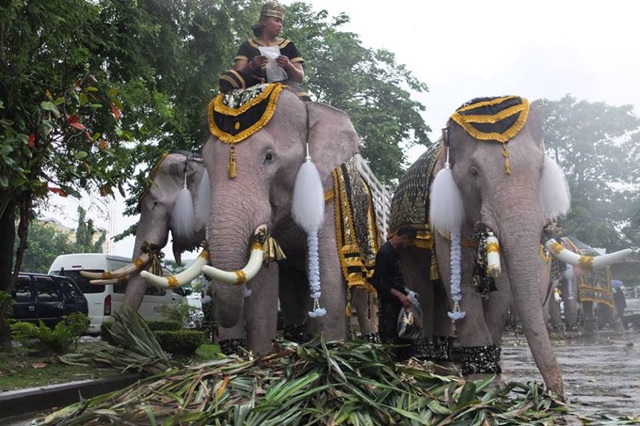 ช้างงางาม 11 เชือก ถวายบังคมพระบรมศพ ในหลวง ช้างงางาม 11 เชือก ถวายบังคมพระบรมศพ ในหลวง