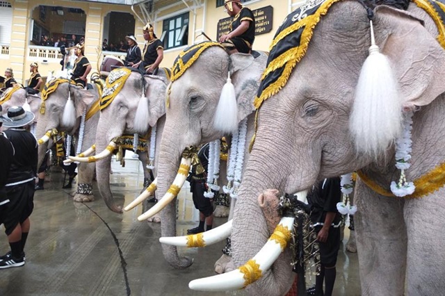 ช้างงางาม 11 เชือก ถวายบังคมพระบรมศพ ในหลวง ช้างงางาม 11 เชือก ถวายบังคมพระบรมศพ ในหลวง