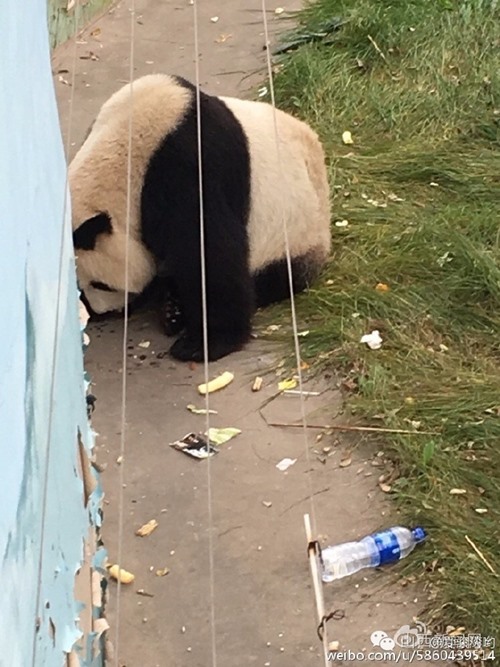 แพนด้าอ้วนตุ้ยคุ้ยขยะ แพนด้าอ้วนตุ้ยคุ้ยขยะ