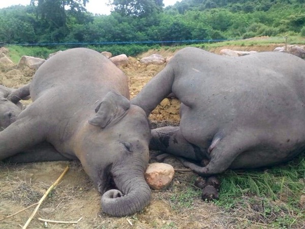 ช้างป่าในอุทยานฯแก่งกระจาน ตายรวด 3 ตัว ช้างป่าในอุทยานฯแก่งกระจาน ตายรวด 3 ตัว