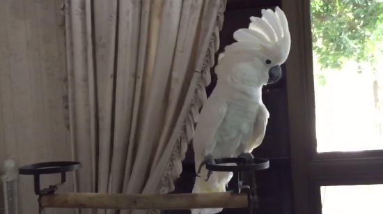 นกกระตั้ว เต้นเพลงใกล้รุ่ง นกกระตั้ว เต้นเพลงใกล้รุ่ง