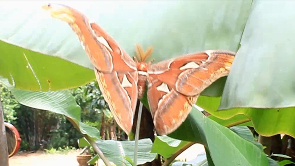 ชาวปราจีนบุรี พบผีเสื้อยักษ์ ชาวปราจีนบุรี พบผีเสื้อยักษ์