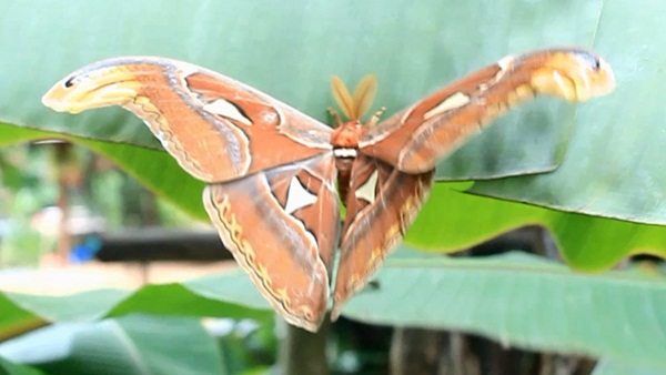 ชาวปราจีนบุรี พบผีเสื้อยักษ์ ชาวปราจีนบุรี พบผีเสื้อยักษ์