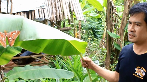 ชาวปราจีนบุรี พบผีเสื้อยักษ์ ชาวปราจีนบุรี พบผีเสื้อยักษ์