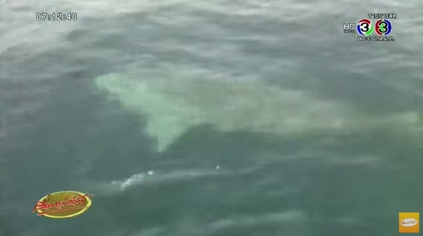 พบฉลามวาฬยาวกว่า 10 เมตร พบฉลามวาฬยาวกว่า 10 เมตร