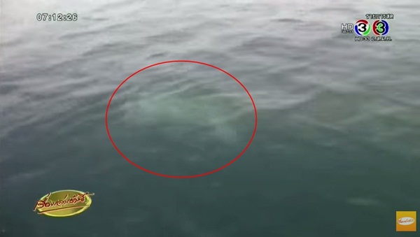 พบฉลามวาฬยาวกว่า 10 เมตร พบฉลามวาฬยาวกว่า 10 เมตร