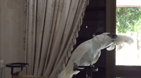 นกกระตั้ว เต้นเพลงใกล้รุ่ง นกกระตั้ว เต้นเพลงใกล้รุ่ง