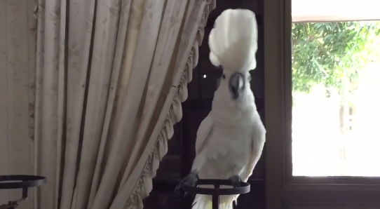 นกกระตั้ว เต้นเพลงใกล้รุ่ง นกกระตั้ว เต้นเพลงใกล้รุ่ง