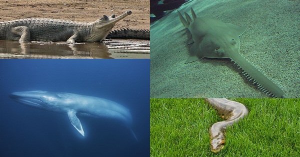 สิ่งมีชีวิตขนาดใหญ่ยักษ์ที่สุดในโลก สิ่งมีชีวิตขนาดใหญ่ยักษ์ที่สุดในโลก