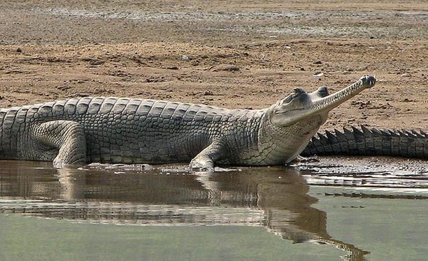 ตะโขงอินเดีย ตะโขงอินเดีย