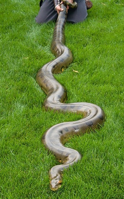 งูอนาคอนดาเขียว งูอนาคอนดาเขียว