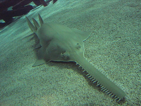 ปลาฉนากเขียว ปลาฉนากเขียว