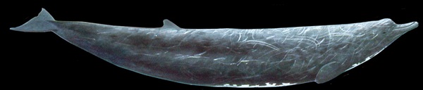 วาฬปากจะงอยบาร์ด วาฬปากจะงอยบาร์ด