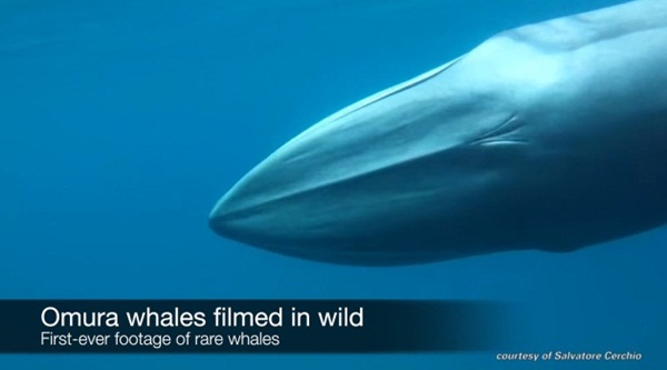 วาฬหายากที่สุดในโลก วาฬหายากที่สุดในโลก