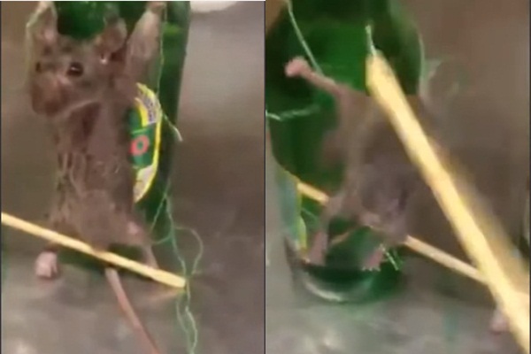 จับหนูมัดขาตรึงขวดเบียร์ จับหนูมัดขาตรึงขวดเบียร์