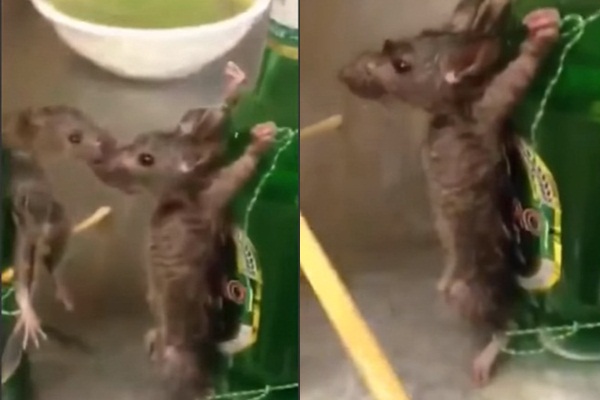 จับหนูมัดขาตรึงขวดเบียร์ จับหนูมัดขาตรึงขวดเบียร์