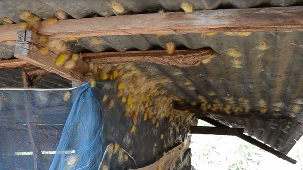 กองทัพหนอนนับแสนตัว บุกทำรังในบ้าน กองทัพหนอนนับแสนตัว บุกทำรังในบ้าน