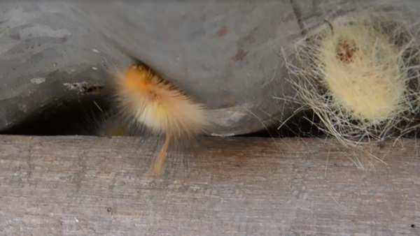 กองทัพหนอนนับแสนตัว บุกทำรังในบ้าน กองทัพหนอนนับแสนตัว บุกทำรังในบ้าน