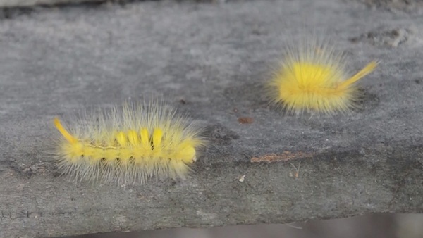 กองทัพหนอนนับแสนตัว บุกทำรังในบ้าน กองทัพหนอนนับแสนตัว บุกทำรังในบ้าน