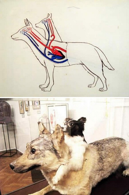 5 การทดลองวิทยาศาสตร์หลุดโลก 5 การทดลองวิทยาศาสตร์หลุดโลก