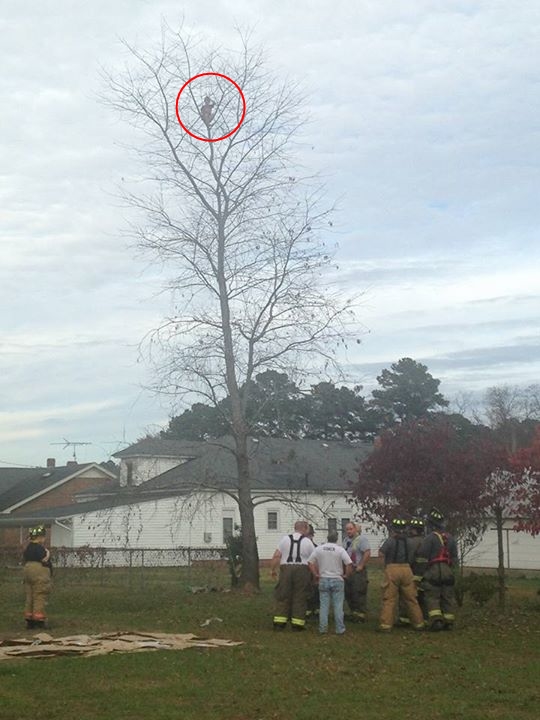 เด็กชายตัวเล็กคนหนึ่งติดอยู่บนกิ่งไม้สูง เด็กชายตัวเล็กคนหนึ่งติดอยู่บนกิ่งไม้สูง