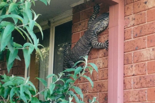 ตัวเงินตัวทองไซส์พี่บิ๊กไต่ฝาบ้าน ตัวเงินตัวทองไซส์พี่บิ๊กไต่ฝาบ้าน