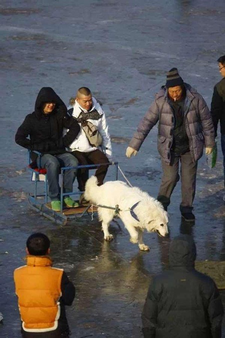 สุนัขลากเลื่อนจีนถูกใช้งานโหด สุนัขลากเลื่อนจีนถูกใช้งานโหด