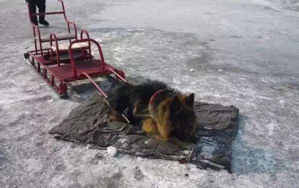 สุนัขลากเลื่อนจีนถูกใช้งานโหด สุนัขลากเลื่อนจีนถูกใช้งานโหด