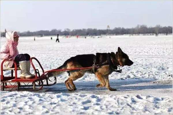 สุนัขลากเลื่อนจีนถูกใช้งานโหด สุนัขลากเลื่อนจีนถูกใช้งานโหด