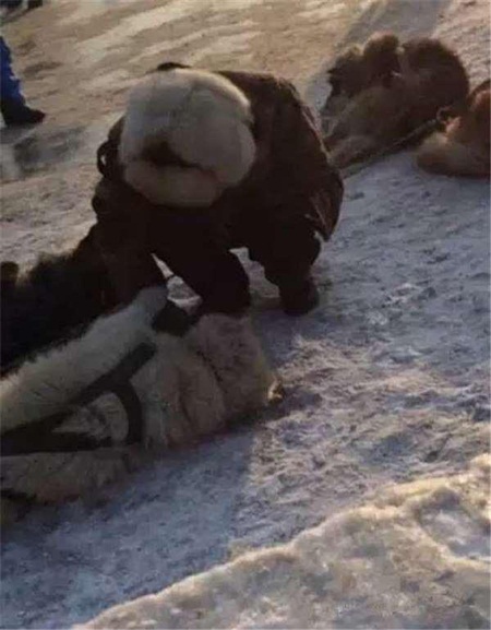 สุนัขลากเลื่อนจีนถูกใช้งานโหด สุนัขลากเลื่อนจีนถูกใช้งานโหด