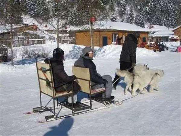 สุนัขลากเลื่อนจีนถูกใช้งานโหด สุนัขลากเลื่อนจีนถูกใช้งานโหด