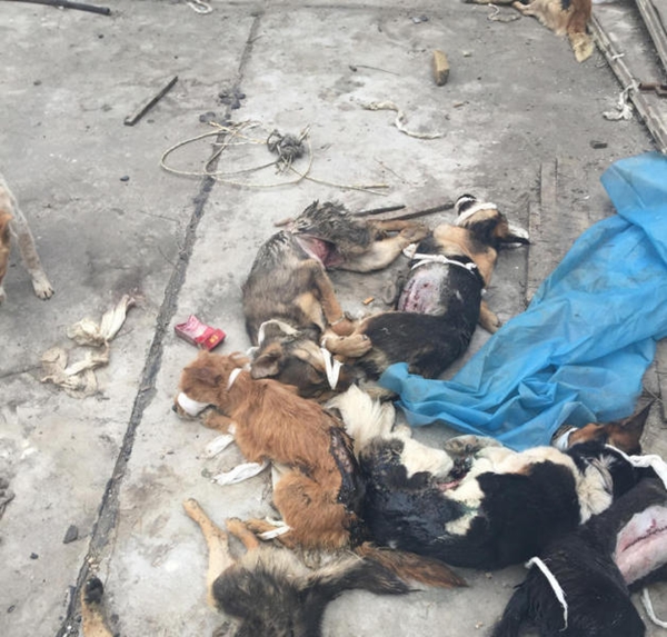 มหาลัยการแพทย์จีนใช้หมาไว้ทดลองผ่าตัด มหาลัยการแพทย์จีนใช้หมาไว้ทดลองผ่าตัด