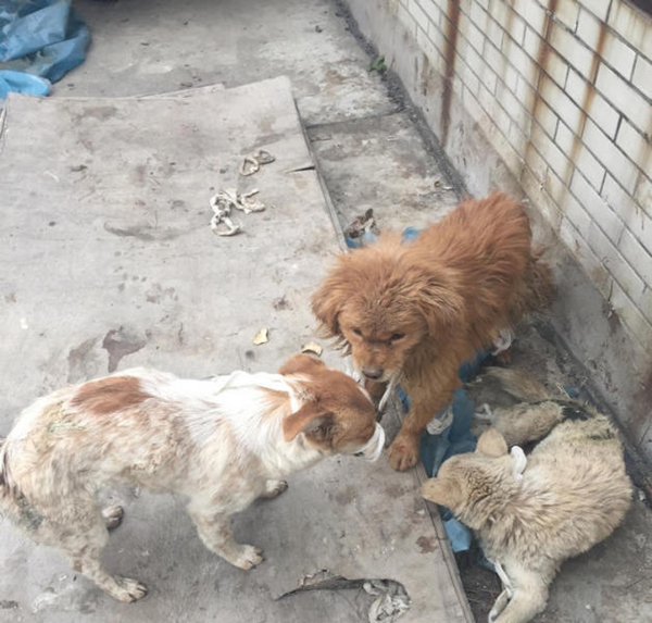 มหาลัยการแพทย์จีนใช้หมาไว้ทดลองผ่าตัด มหาลัยการแพทย์จีนใช้หมาไว้ทดลองผ่าตัด