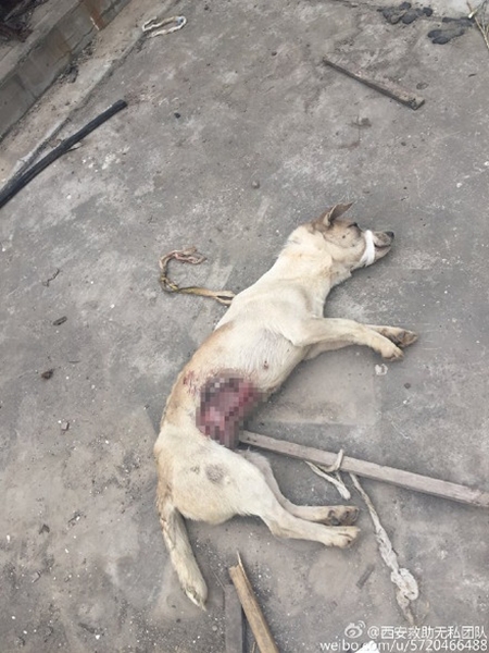 มหาลัยการแพทย์จีนใช้หมาไว้ทดลองผ่าตัด มหาลัยการแพทย์จีนใช้หมาไว้ทดลองผ่าตัด