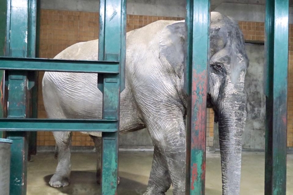 คุณยายฮานาโกะ คุณยายฮานาโกะ