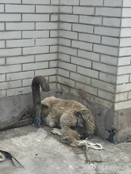 มหาลัยการแพทย์จีนใช้หมาไว้ทดลองผ่าตัด มหาลัยการแพทย์จีนใช้หมาไว้ทดลองผ่าตัด