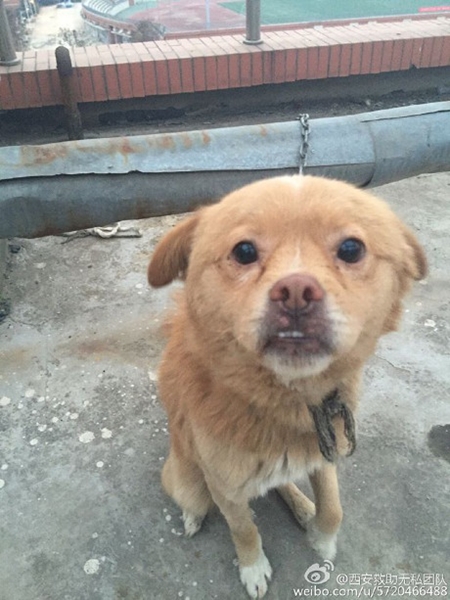 มหาลัยการแพทย์จีนใช้หมาไว้ทดลองผ่าตัด มหาลัยการแพทย์จีนใช้หมาไว้ทดลองผ่าตัด