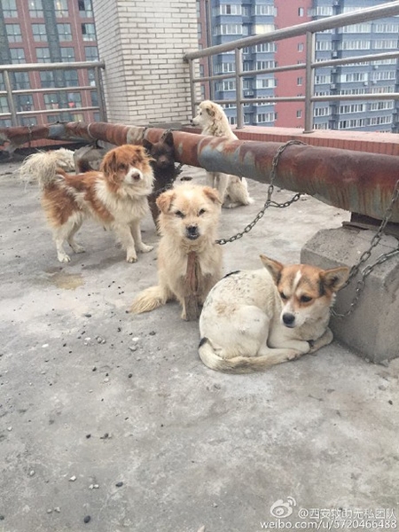 มหาลัยการแพทย์จีนใช้หมาไว้ทดลองผ่าตัด มหาลัยการแพทย์จีนใช้หมาไว้ทดลองผ่าตัด