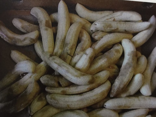 โกกิ หนุ่มญี่ปุ่นคนดัง ตีแผ่ชีวิตจริงของช้างฮานาโกะ โกกิ หนุ่มญี่ปุ่นคนดัง ตีแผ่ชีวิตจริงของช้างฮานาโกะ