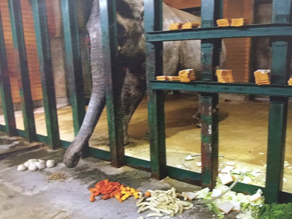 โกกิ หนุ่มญี่ปุ่นคนดัง ตีแผ่ชีวิตจริงของช้างฮานาโกะ โกกิ หนุ่มญี่ปุ่นคนดัง ตีแผ่ชีวิตจริงของช้างฮานาโกะ